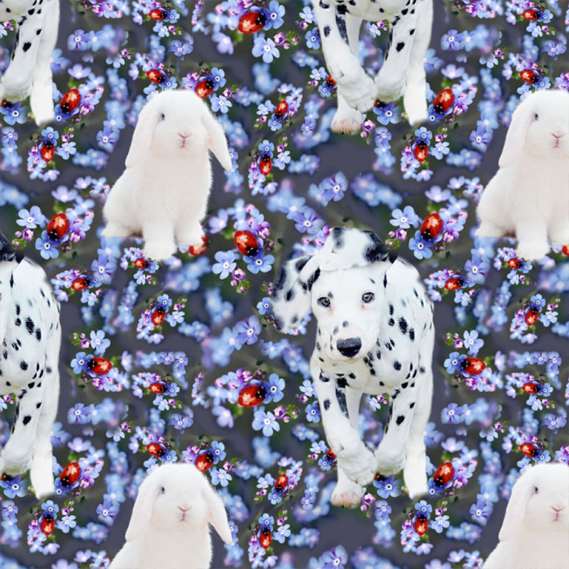 Dalmatin förgätmigej