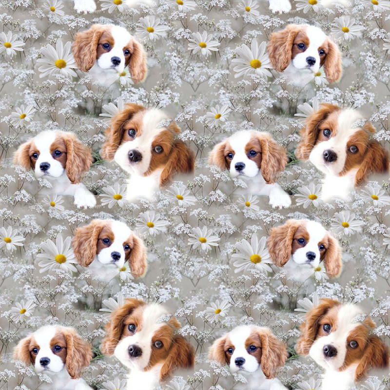 King Charles spaniel
