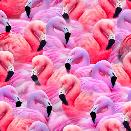 Flamingos rosa