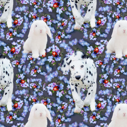 Dalmatin förgätmigej