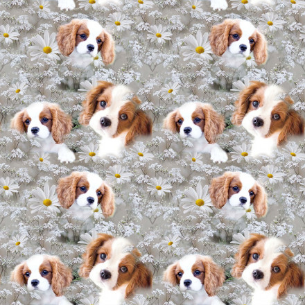 King Charles spaniel